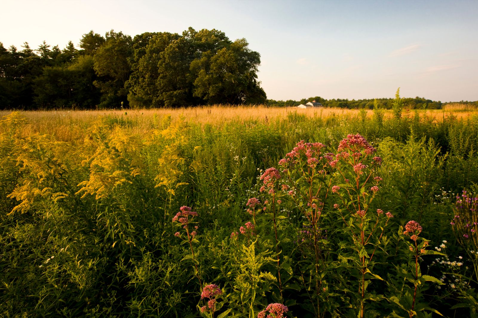 Flowering field of yellow and green grasses at Great River Preserve in Brwidgewa